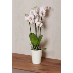 Gartenkrone Schmetterlingsorchidee, Phalaenopsis Hybrid, Blüte: Mehrfarbig, Im Topf -Wohnen Wohndeko Verkäufe unnamed file 2940