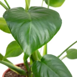 Fensterblatt, Monstera Deliciosa, Im Kunststoff-Kulturtopf -Wohnen Wohndeko Verkäufe unnamed file 3