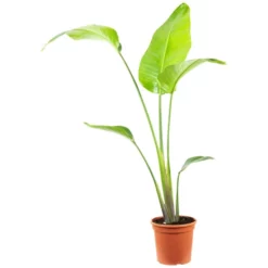 Paradiesvogelblume, Strelitzia Nicolai, Blütenfarbe: Mehrfarbig