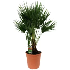 Gartenkrone Zwergpalme