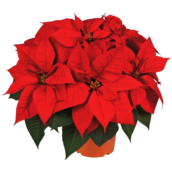 Gartenkrone Weihnachtsstern, Euphorbia Pulcherrima, Blütenfarbe: Grün 3 Gartenkrone Weihnachtsstern, Euphorbia Pulcherrima, Blütenfarbe: Grün