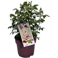 Gartenkrone Rosengarten