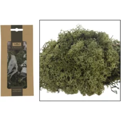 CASAYA Basteln Moos Grün, 40 G