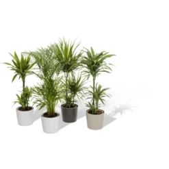 Gartenkrone Grünpflanzen Mix, Ohne Übertopf