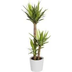 Gartenkrone Grünpflanzen Mix, Ohne Übertopf 11 Gartenkrone Grünpflanzen Mix, Ohne Übertopf -Wohnen Wohndeko Verkäufe unnamed file 3356