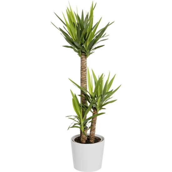 Gartenkrone Grünpflanzen Mix, Ohne Übertopf 5 Gartenkrone Grünpflanzen Mix, Ohne Übertopf – Bild 3