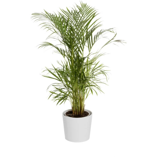 Gartenkrone Grünpflanzen Mix, Ohne Übertopf 9 Gartenkrone Grünpflanzen Mix, Ohne Übertopf – Bild 7