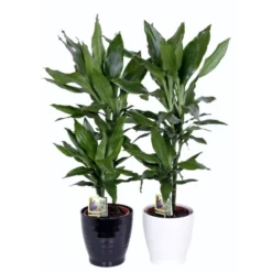 Gartenkrone Grünpflanzen Mix, Inkl. Übertopf 9 Gartenkrone Grünpflanzen Mix, Inkl. Übertopf -Wohnen Wohndeko Verkäufe unnamed file 3365