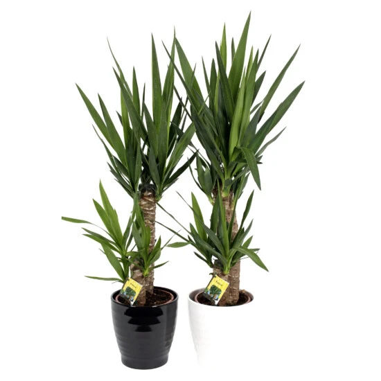 Gartenkrone Grünpflanzen Mix, Inkl. Übertopf 5 Gartenkrone Grünpflanzen Mix, Inkl. Übertopf – Bild 3