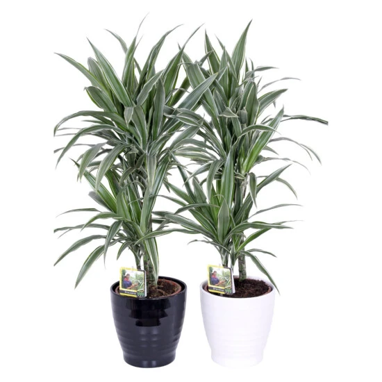 Gartenkrone Grünpflanzen Mix, Inkl. Übertopf 6 Gartenkrone Grünpflanzen Mix, Inkl. Übertopf – Bild 4