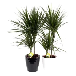 Gartenkrone Grünpflanzen Mix, Inkl. Übertopf 12 Gartenkrone Grünpflanzen Mix, Inkl. Übertopf -Wohnen Wohndeko Verkäufe unnamed file 3368