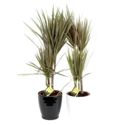 Gartenkrone Grünpflanzen Mix, Inkl. Übertopf 13 Gartenkrone Grünpflanzen Mix, Inkl. Übertopf -Wohnen Wohndeko Verkäufe unnamed file 3369