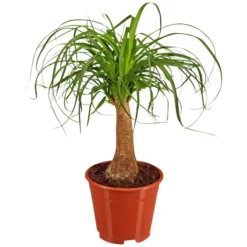 Gartenkrone Elefantenfuss, Beaucarnea Recurvata, Im Kunststoff-Kulturtopf