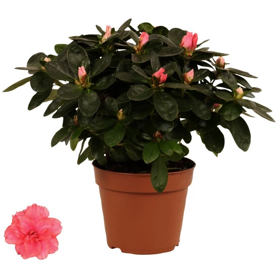 Gartenkrone Azalee, Rhododendron Simsii, Blütenfarbe: Rosa 3 Gartenkrone Azalee, Rhododendron Simsii, Blütenfarbe: Rosa