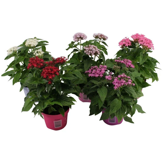 Gartenkrone Fünfzahlstrauch, Pentas Lanceolata, Blütenfarbe: Mehrfarbig 3 Gartenkrone Fünfzahlstrauch, Pentas Lanceolata, Blütenfarbe: Mehrfarbig