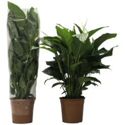 Gartenkrone Einblatt, Spatiphyllum Floribundum »Sweet Lauretta«, Blütenfarbe: Weiß