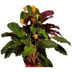 Gartenkrone Korbmarante, Calathea Crocata, Blütenfarbe: Orange -Wohnen Wohndeko Verkäufe unnamed file 3566