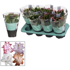 Gartenkrone Weihnachtskaktus, Schlumbergera Hybriden »in Sorten«, Blütenfarbe: Mehrfarbig