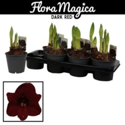 Gartenkrone Ritterstern, Amaryllis Hybriden, Blütenfarbe: Rot