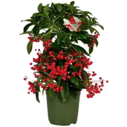 Gartenkrone Spitzblume, Ardisia Crenata, Blütenfarbe: Rot