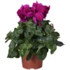 Gartenkrone Alpenveilchen, Cyclamen Persicum, Blütenfarbe: Violett 2 Gartenkrone Alpenveilchen, Cyclamen Persicum, Blütenfarbe: Violett -Wohnen Wohndeko Verkäufe unnamed file 3573