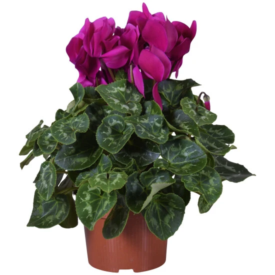 Gartenkrone Alpenveilchen, Cyclamen Persicum, Blütenfarbe: Violett 3 Gartenkrone Alpenveilchen, Cyclamen Persicum, Blütenfarbe: Violett