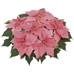 Gartenkrone Weihnachtsstern, Euphorbia Pulcherrima, Blütenfarbe: Rosa