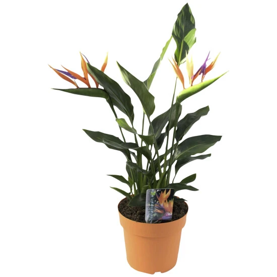 Gartenkrone Paradiesvogelblume, Strelitzia Reginae, Blütenfarbe: Orange 3 Gartenkrone Paradiesvogelblume, Strelitzia Reginae, Blütenfarbe: Orange