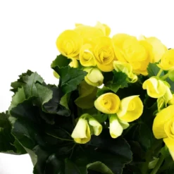 Gartenkrone Begonie, Begonia Elatior-Hybriden, Blütenfarbe: Gelb 10 Gartenkrone Begonie, Begonia Elatior-Hybriden, Blütenfarbe: Gelb -Wohnen Wohndeko Verkäufe unnamed file 3579