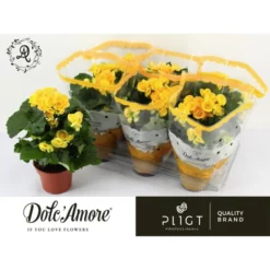 Gartenkrone Begonie, Begonia Elatior-Hybriden, Blütenfarbe: Gelb 11 Gartenkrone Begonie, Begonia Elatior-Hybriden, Blütenfarbe: Gelb -Wohnen Wohndeko Verkäufe unnamed file 3580