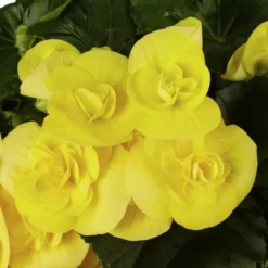 Gartenkrone Begonie, Begonia Elatior-Hybriden, Blütenfarbe: Gelb 12 Gartenkrone Begonie, Begonia Elatior-Hybriden, Blütenfarbe: Gelb -Wohnen Wohndeko Verkäufe unnamed file 3581