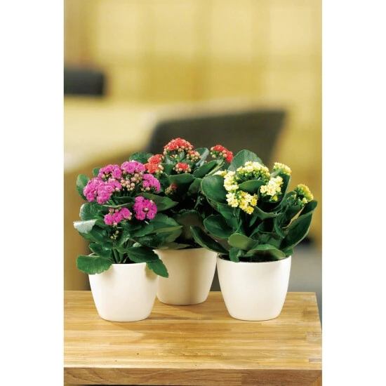 Gartenkrone Flammendes Kaethchen, Kalanchoe Blossfeldiana »Calandiva«, Blütenfarbe: Mehrfarbig 3 Gartenkrone Flammendes Kaethchen, Kalanchoe Blossfeldiana »Calandiva«, Blütenfarbe: Mehrfarbig