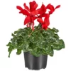Gartenkrone Alpenveilchen, Cyclamen Persicum, Blütenfarbe: Rot