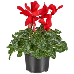 Gartenkrone Alpenveilchen, Cyclamen Persicum, Blütenfarbe: Rot