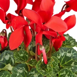 Gartenkrone Alpenveilchen, Cyclamen Persicum, Blütenfarbe: Rot -Wohnen Wohndeko Verkäufe unnamed file 3586