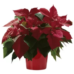 Gartenkrone Weihnachtsstern, Euphorbia Pulcherrima, Blütenfarbe: Gelb