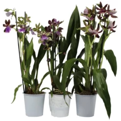 Gartenkrone Orchidee, Zygopetalum Hybriden, Blütenfarbe: Mehrfarbig