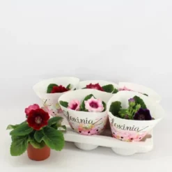 Gartenkrone Gloxinie, Sinningia Hybriden, Blütenfarbe: Mehrfarbig