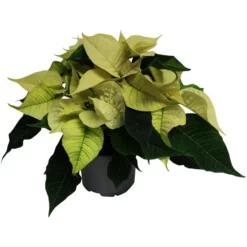 Gartenkrone Weihnachtsstern, Euphorbia Pulcherrima, Blütenfarbe: Weiß