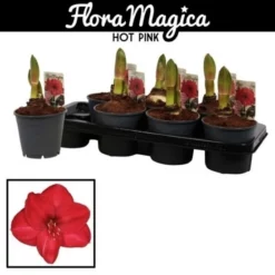 Gartenkrone Ritterstern, Amaryllis Hybriden, Blütenfarbe: Pink