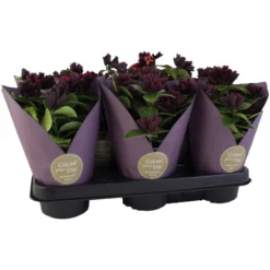 Gartenkrone Schamblume, Aeschynanthus Speciosus »Mona Lisa«, Blütenfarbe: Rot