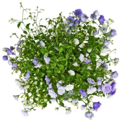 Gartenkrone Glockenblume, Campanula Haylodgensis »Blue Bali«, Blütenfarbe: Blau -Wohnen Wohndeko Verkäufe unnamed file 3595