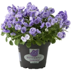 Gartenkrone Glockenblume, Campanula Haylodgensis »Blue Bali«, Blütenfarbe: Blau -Wohnen Wohndeko Verkäufe unnamed file 3596