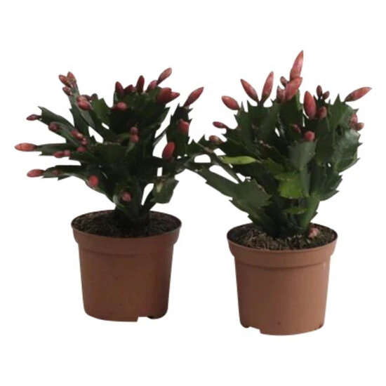 Gartenkrone Weihnachtskaktus, Schlumbergera, Blütenfarbe: Mehrfarbig 3 Gartenkrone Weihnachtskaktus, Schlumbergera, Blütenfarbe: Mehrfarbig