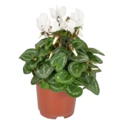 Gartenkrone Alpenveilchen, Cyclamen Persicum »Super Serie «, Blütenfarbe: Weiß