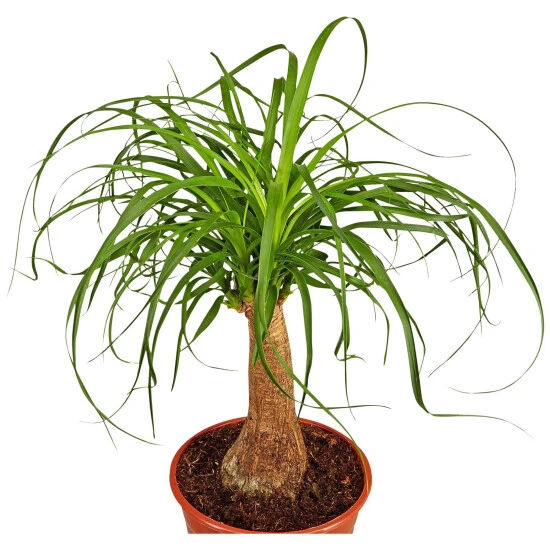 Gartenkrone Elefantenfuss, Beaucarnea Recurvata, Im Kunststoff-Kulturtopf 4 Gartenkrone Elefantenfuss, Beaucarnea Recurvata, Im Kunststoff-Kulturtopf – Bild 2