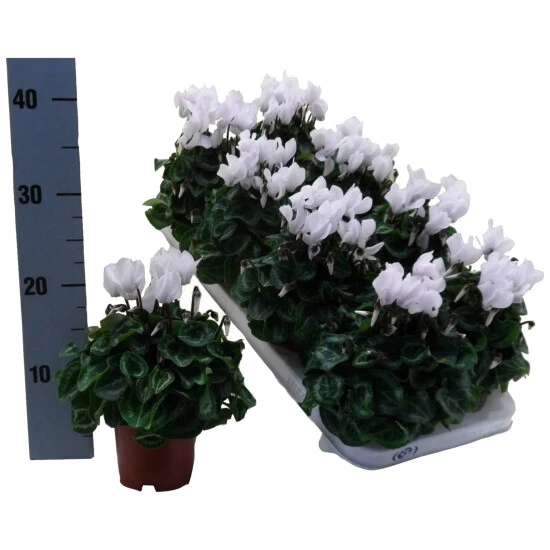 Gartenkrone Alpenveilchen, Cyclamen Persicum »Super Serie «, Blütenfarbe: Weiß 4 Gartenkrone Alpenveilchen, Cyclamen Persicum »Super Serie «, Blütenfarbe: Weiß – Bild 2