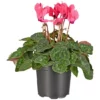 Gartenkrone Alpenveilchen, Cyclamen Persicum »Super Serie«, Blütenfarbe: Rosa 1 Gartenkrone Alpenveilchen, Cyclamen Persicum »Super Serie«, Blütenfarbe: Rosa -Wohnen Wohndeko Verkäufe unnamed file 3601