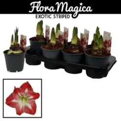 Gartenkrone Ritterstern, Amaryllis Hybriden, Blütenfarbe: Mehrfarbig