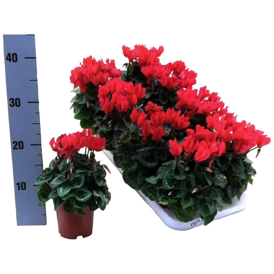 Gartenkrone Alpenveilchen, Cyclamen Persicum »Super Serie«, Blütenfarbe: Rot 4 Gartenkrone Alpenveilchen, Cyclamen Persicum »Super Serie«, Blütenfarbe: Rot – Bild 2